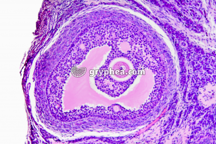 Ovaire de Lapine - follicule de De Graaf x40 - gryphea.com